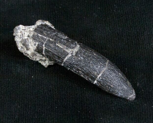 Diplodocus Tooth - Salt & Pepper Quarry #5605